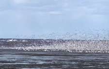 Oies blanches à Baie-Comeau 