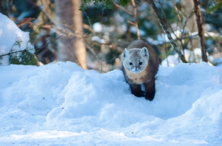 Animal Pn Jacques-Cartier Animal Pn Jacques-Cartier