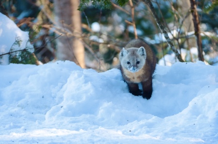 Animal Pn Jacques-Cartier