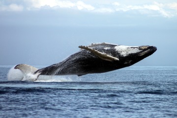 Croisières Baleines Neptune 6