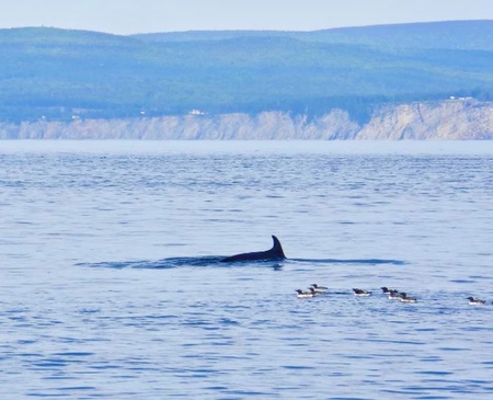 Croisières Baie de Gaspé